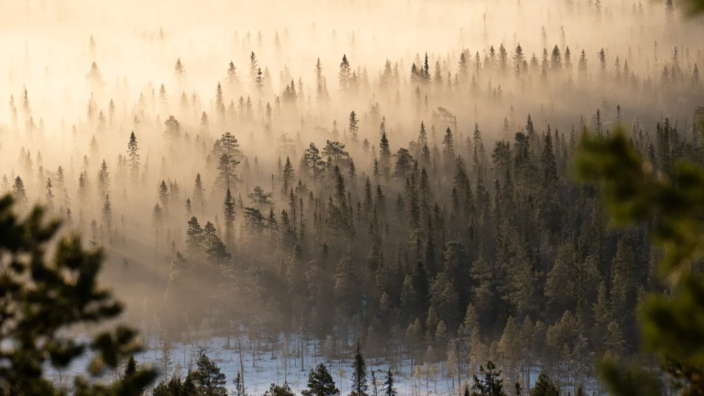 Sumua puiden yllä