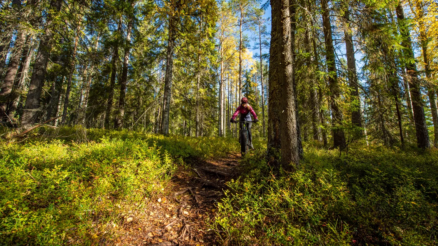 Parhaat maastopyöräilyreitit löytyvät Iso-Syötteeltä